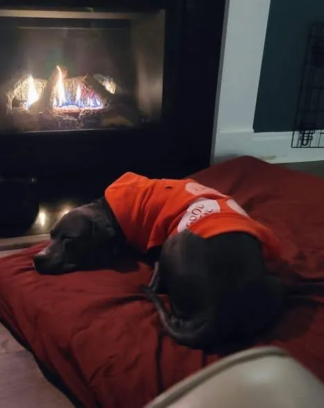 An adult medium-sized female Pit Bull Terrier dog named Sagie for adoption in Randleman, NC