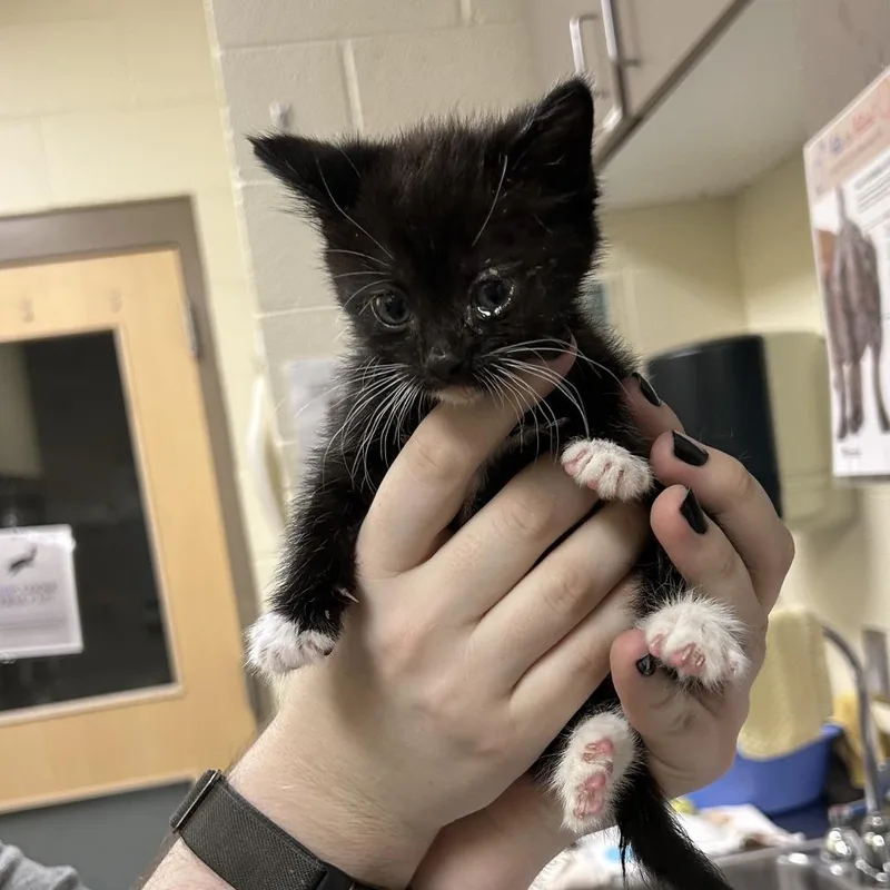A baby small-sized female Black Domestic Short Hair cat named Serendipity for adoption in Asheville, NC