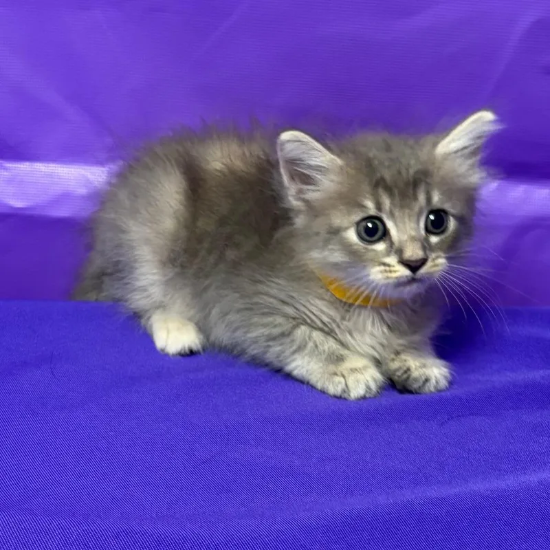A baby small-sized female Domestic Medium Hair cat named Lady Shiva for adoption in North Myrtle Beach, SC
