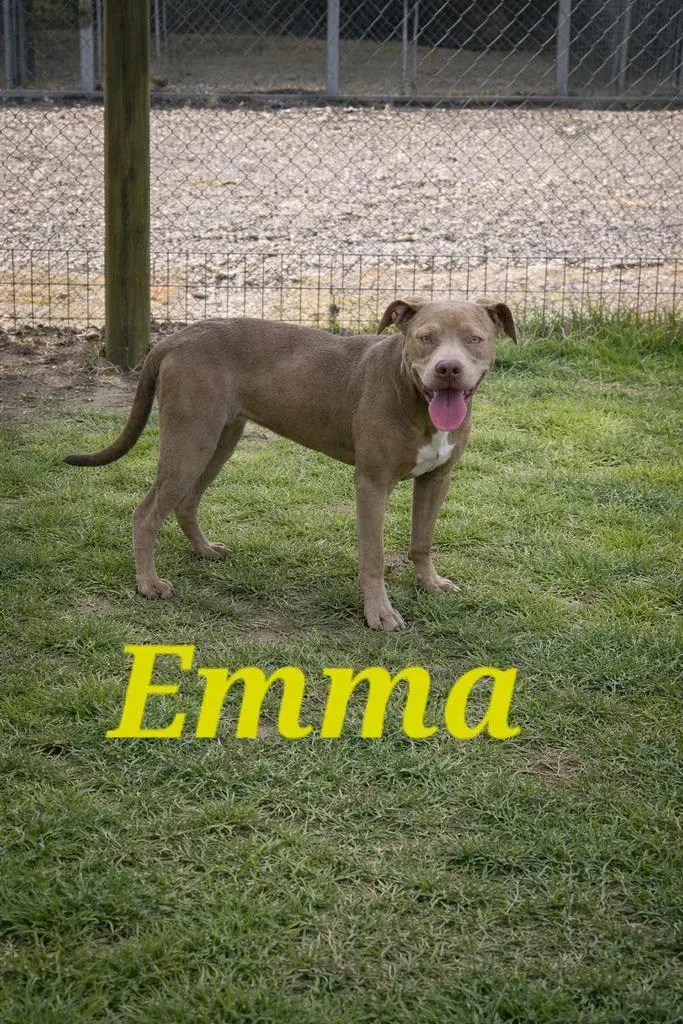 A young large-sized female Pit Bull Terrier dog named Emma for adoption in Livingston, LA