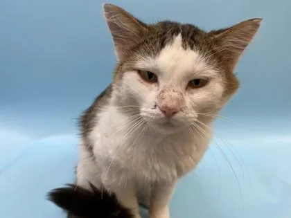 An adult small-sized male Domestic Short Hair cat named Spam for adoption in Woodbury, MN