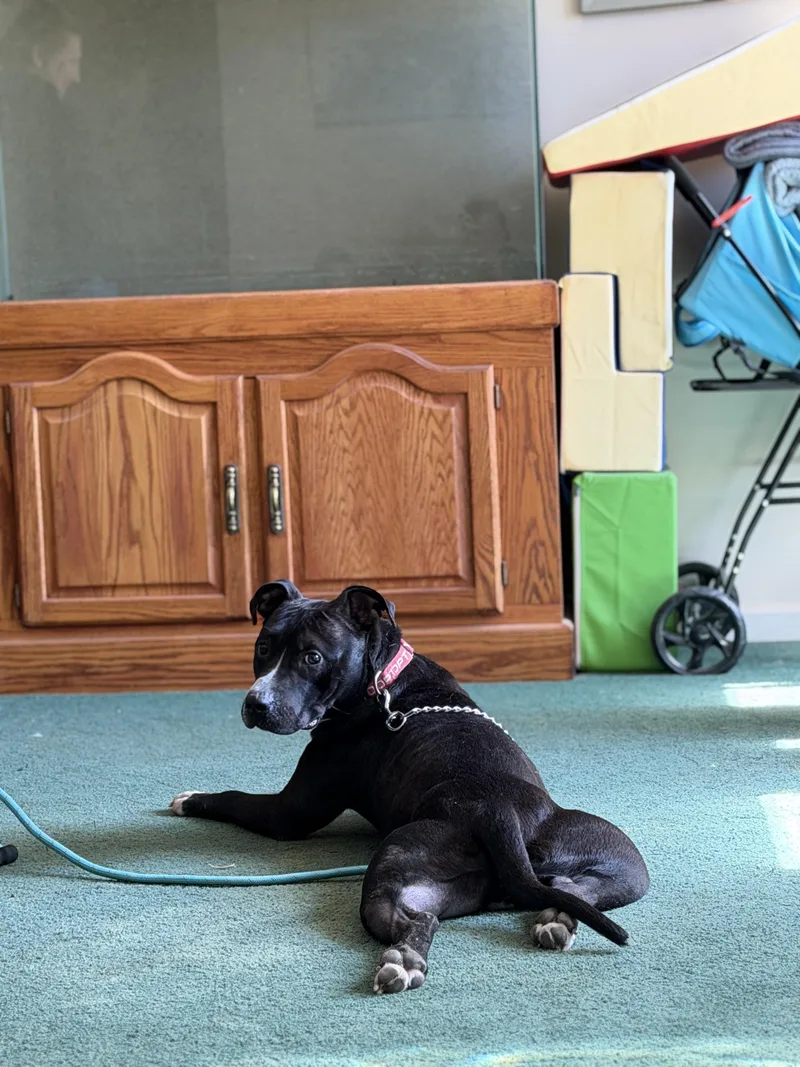 A young medium-sized male Black American Staffordshire Terrier dog named Blade for adoption in Seville, OH