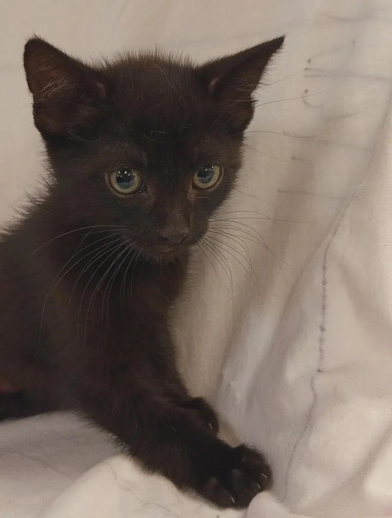 A baby small-sized male Domestic Short Hair cat named Mochi for adoption in Los Angeles, CA