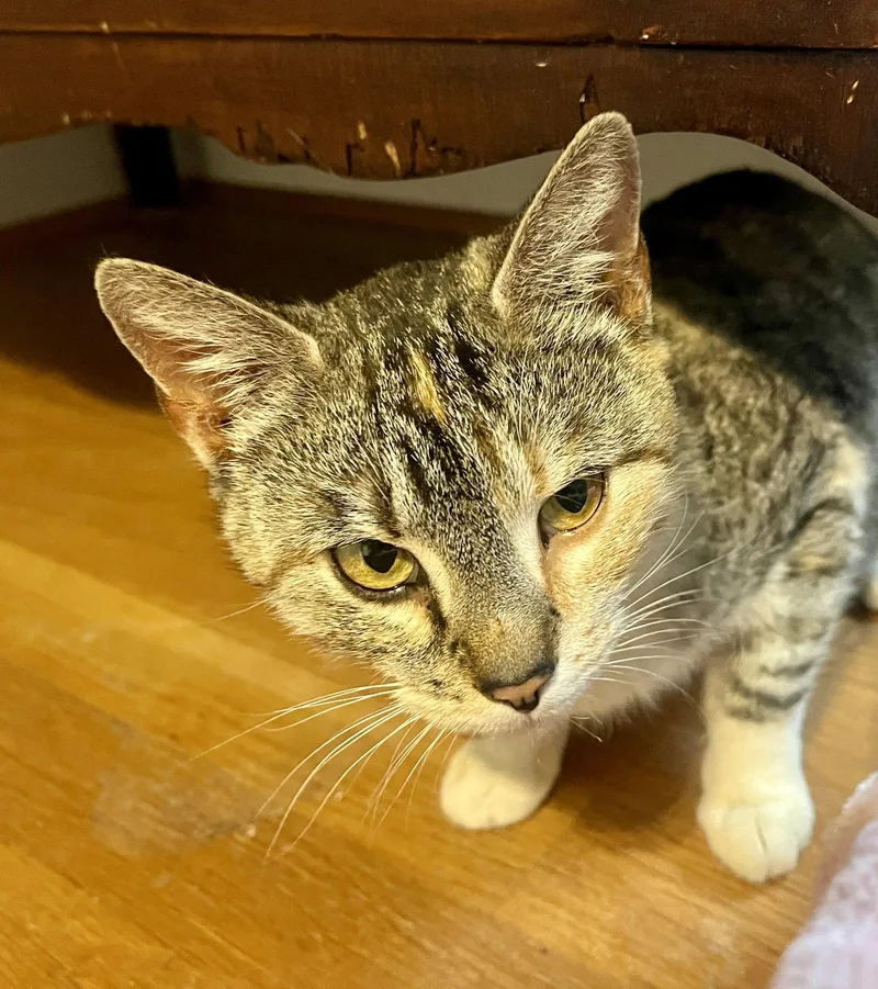 An adult small-sized female Domestic Short Hair cat named Mama Taco for adoption in Forest, VA