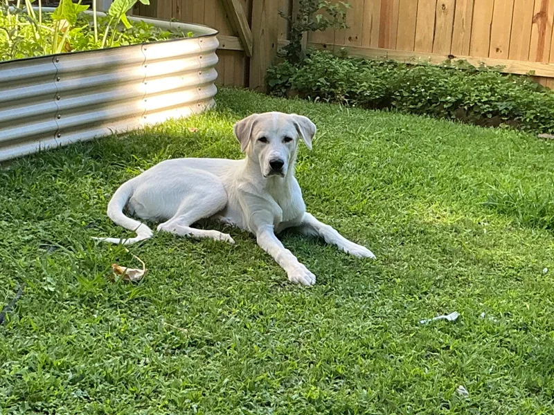 A baby medium-sized male Yellow / Tan / Blond / Fawn Hound dog named Kai for adoption in Sanford, NC