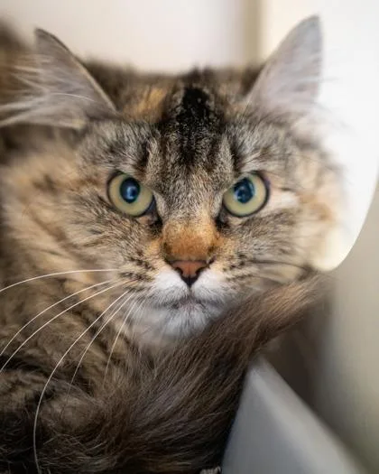 An adult medium-sized female Domestic Medium Hair cat named Fox for adoption in Pequot Lakes, MN