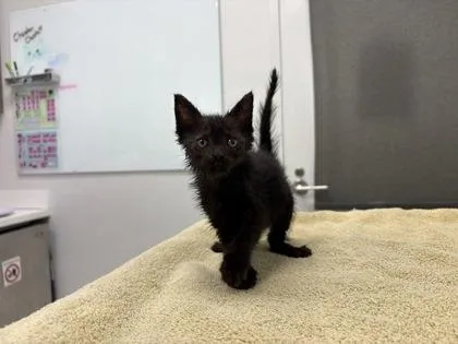 A baby small-sized female Black Domestic Short Hair cat named Chelsea for adoption in Kansas City, MO