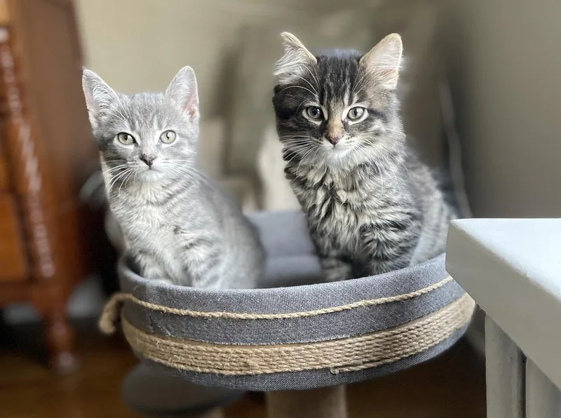 A baby medium-sized male Domestic Medium Hair cat named Kiwi for adoption in Plymouth, MI