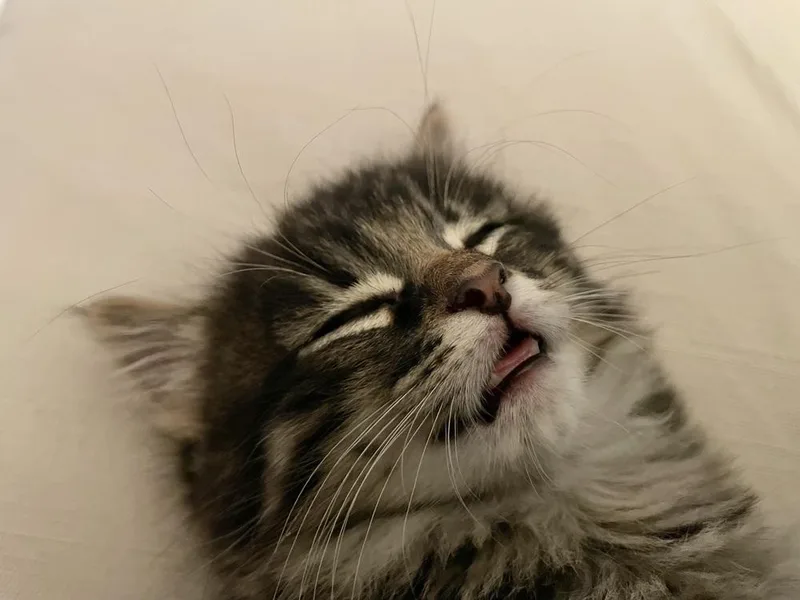 Kiwi thumbnail 3