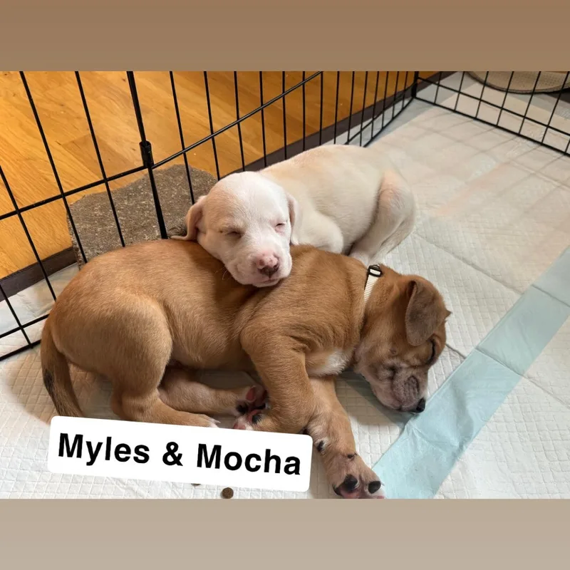 Mocha