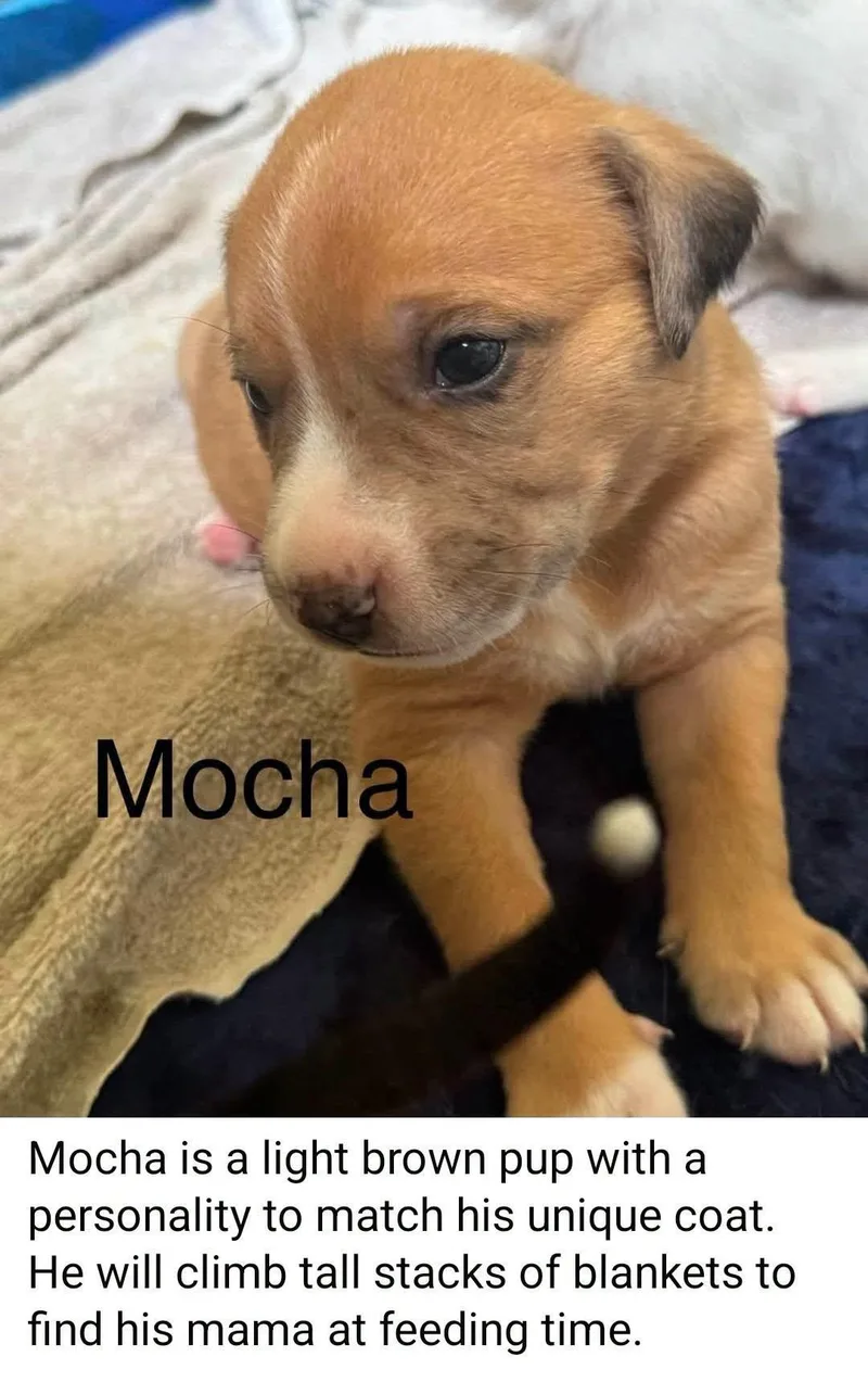 Mocha thumbnail 2