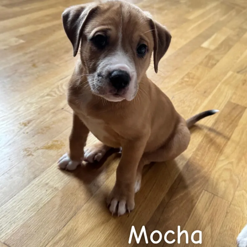 Mocha thumbnail 3