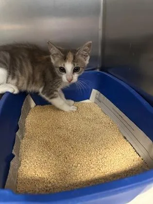 A baby small-sized female Domestic Short Hair cat named Araucana for adoption in West Chester, PA