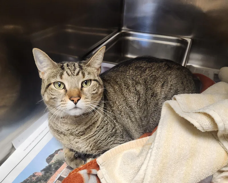 An adult medium-sized female Tabby (Brown / Chocolate) Domestic Short Hair cat named Tupelo for adoption in Clayton, NJ