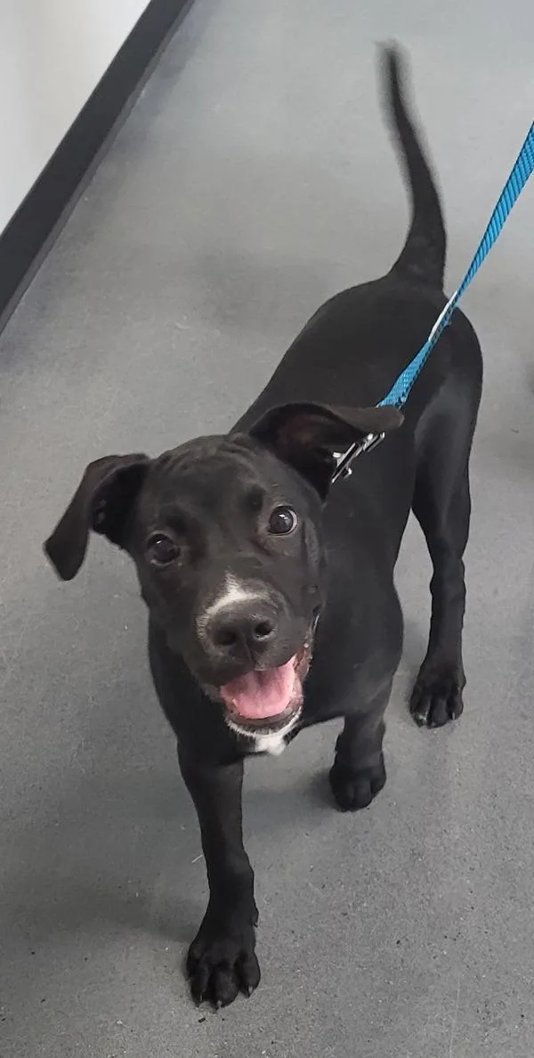 A baby small-sized male Labrador Retriever dog named Pen Milly for adoption in Lawrenceville, GA