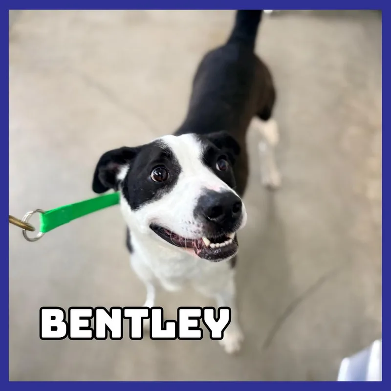 Bentley