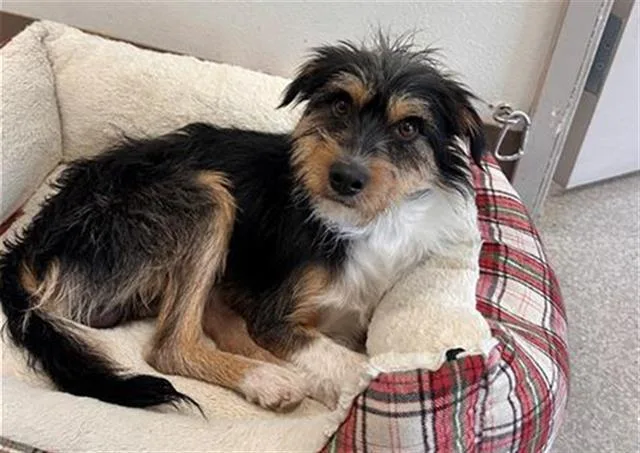 An adult small-sized male Schnauzer dog named Trilynn for adoption in Santa Rosa, CA