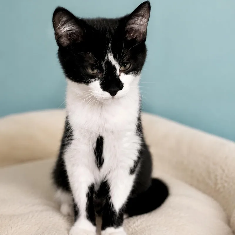 A baby small-sized female Black & White / Tuxedo Domestic Short Hair cat named Annapolis for adoption in Richmond, VA