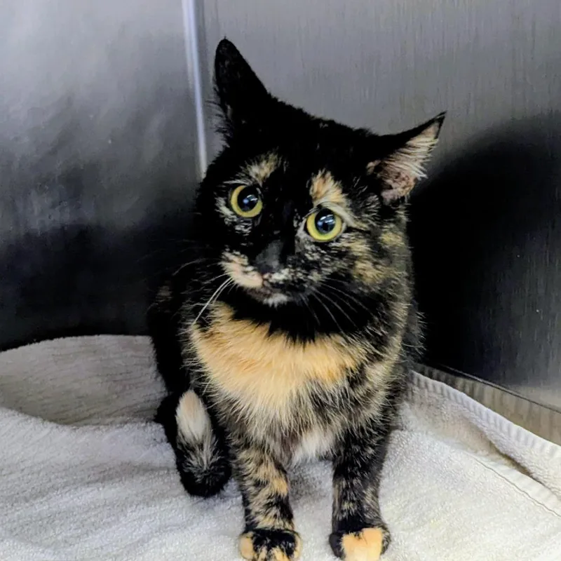 A young medium-sized female Tortoiseshell Domestic Short Hair cat named Honey for adoption in Marysville, OH