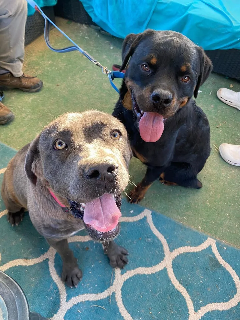 Bonded Pair Harry & thumbnail 2