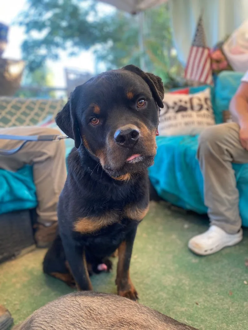 Bonded Pair Harry & thumbnail 4