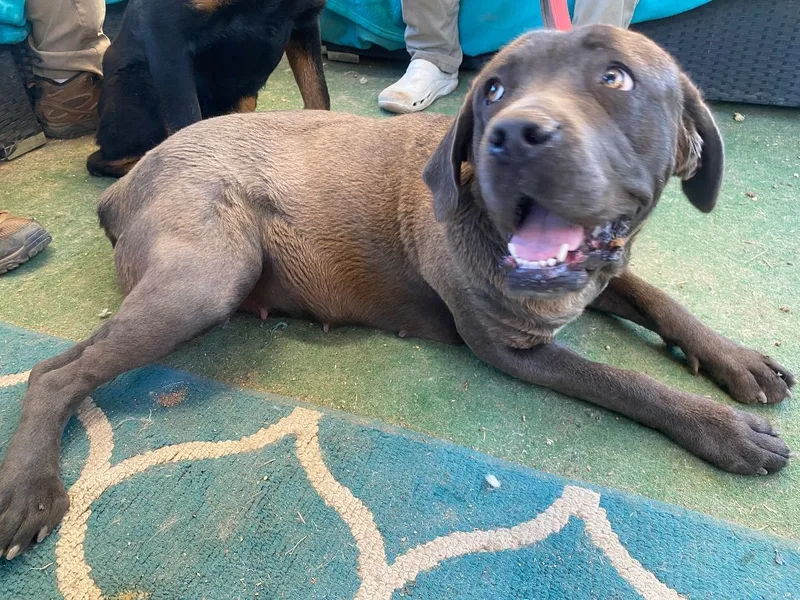 Bonded Pair Harry & thumbnail 5