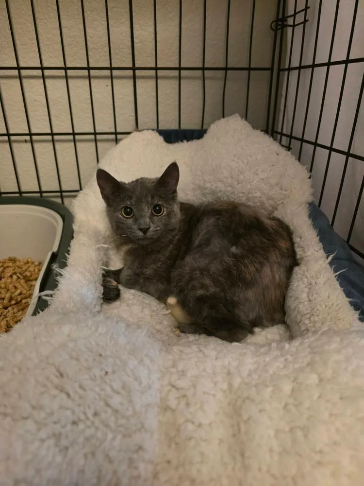 A baby medium-sized female Domestic Short Hair cat named Fern for adoption in tucson, AZ