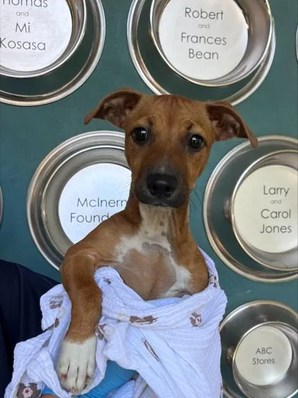 A baby small-sized female Terrier dog named Flamingo for adoption in Honolulu, HI