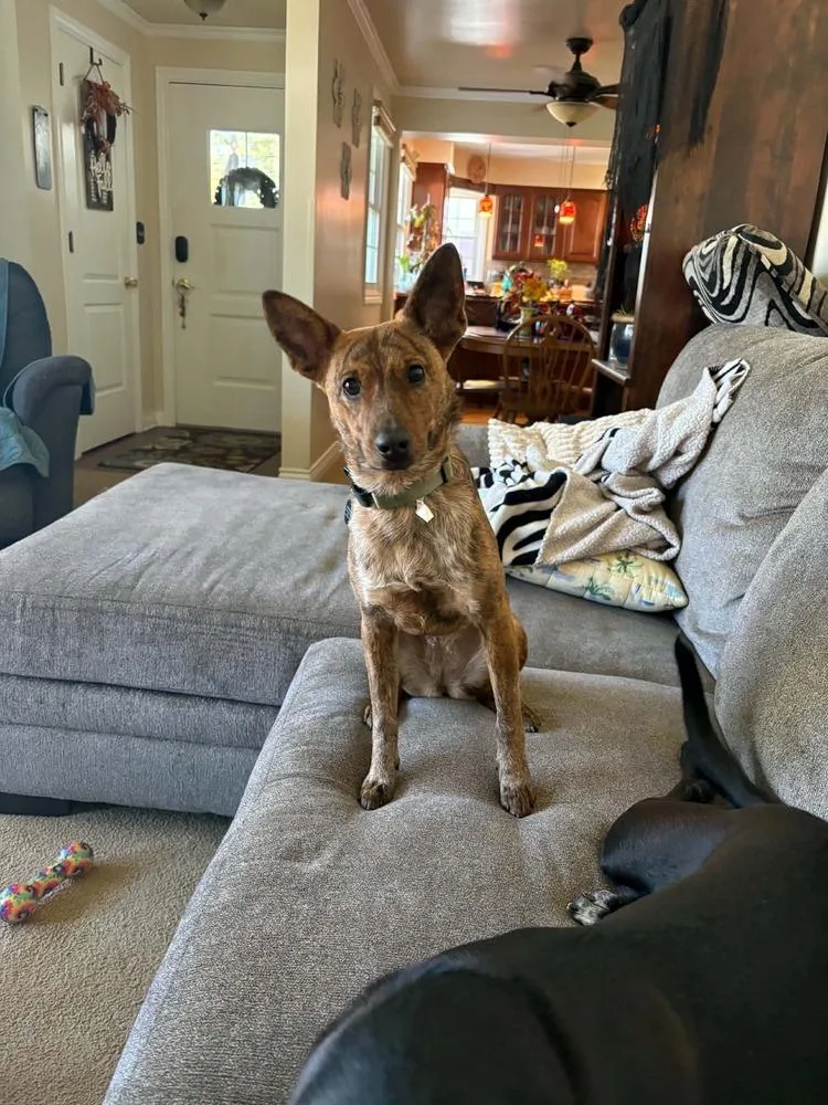 A baby medium-sized female Cattle Dog dog named Aurora for adoption in Amherst, NY