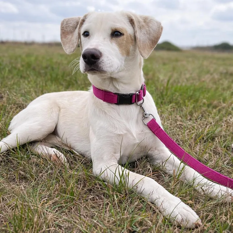 Milkshake thumbnail 2