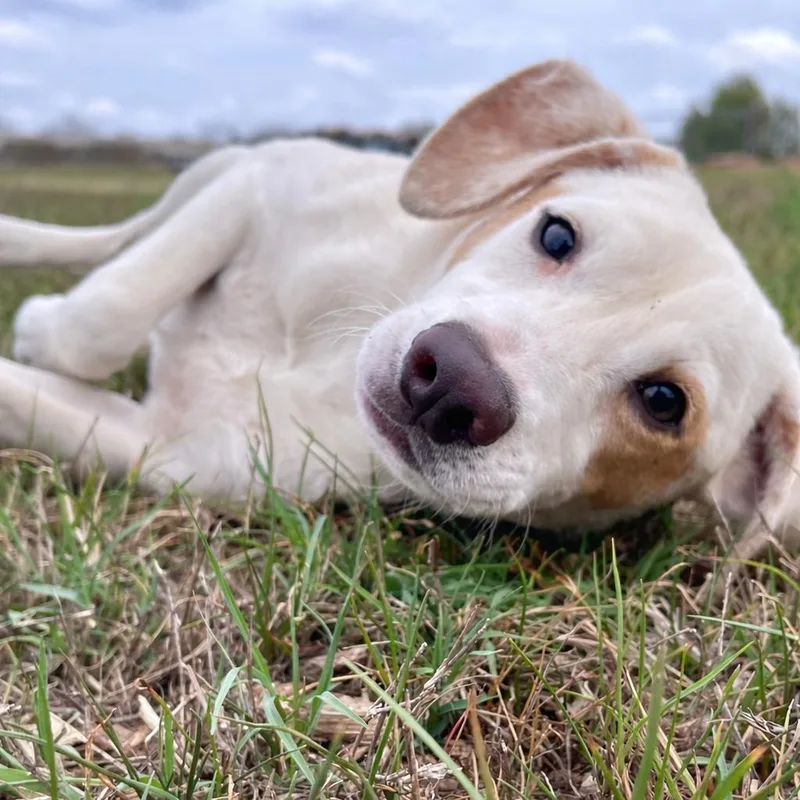 Milkshake thumbnail 3