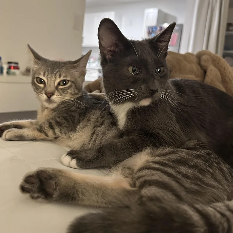 Moxie And Polly thumbnail 2