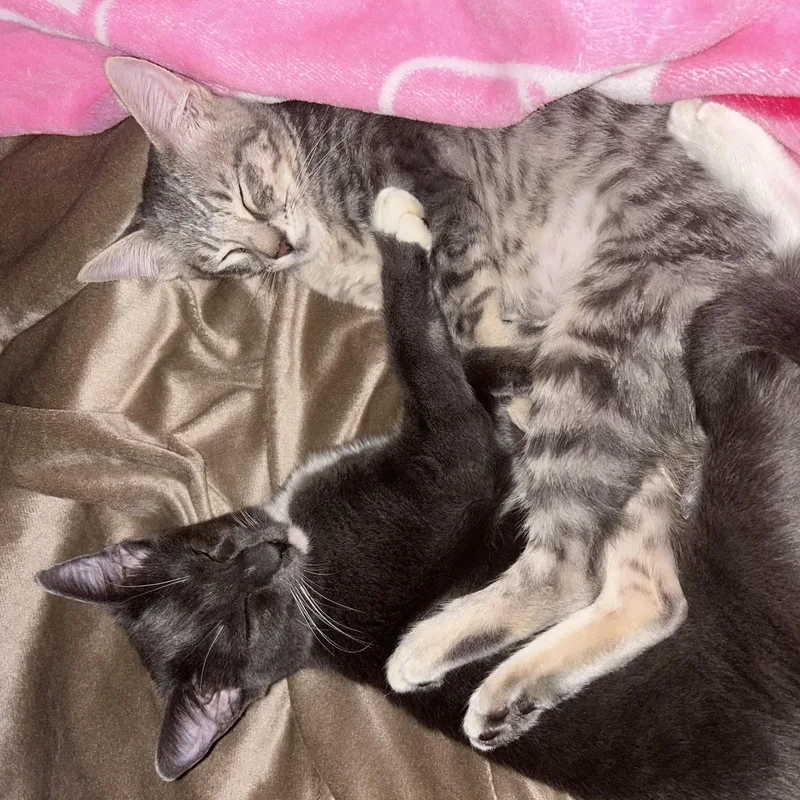 Moxie And Polly thumbnail 3