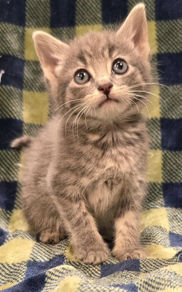 A baby small-sized female Domestic Short Hair cat named Ari for adoption in Murphysboro, IL
