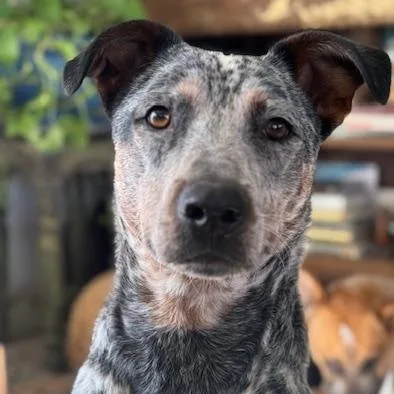 An adult medium-sized male Merle (Blue) Australian Cattle Dog / Blue Heeler dog named Tuque for adoption in Chino valley, AZ