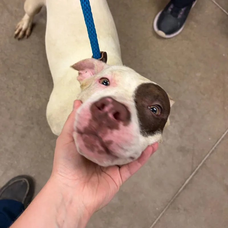 An adult medium-sized female White / Cream Pit Bull Terrier dog named YORKStray for adoption in York, PA