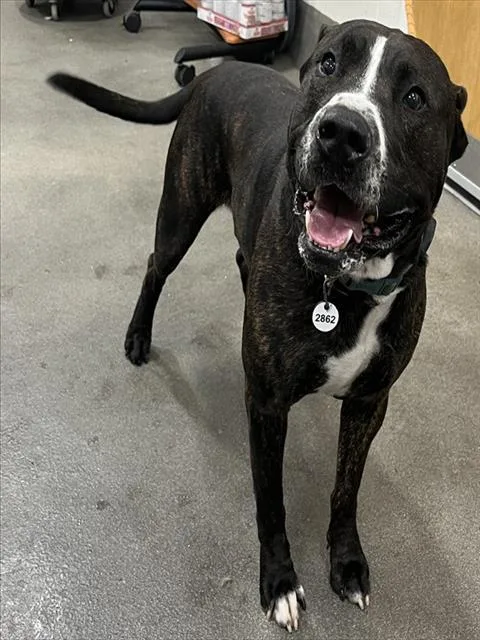 An adult large-sized male Presa Canario dog named Rocky for adoption in Upper Marlboro, MD