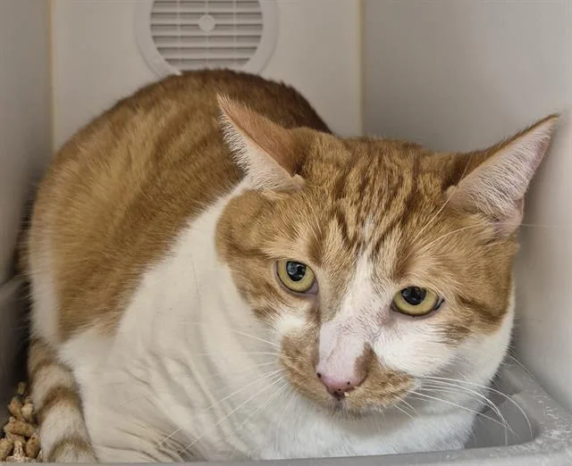 An adult small-sized female Domestic Short Hair cat named Olivia for adoption in Lodi, CA
