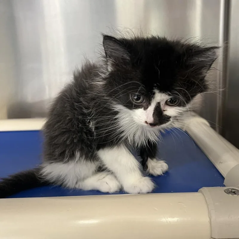 A baby small-sized male Black Domestic Medium Hair cat named Banana Pepper for adoption in Mentor, OH