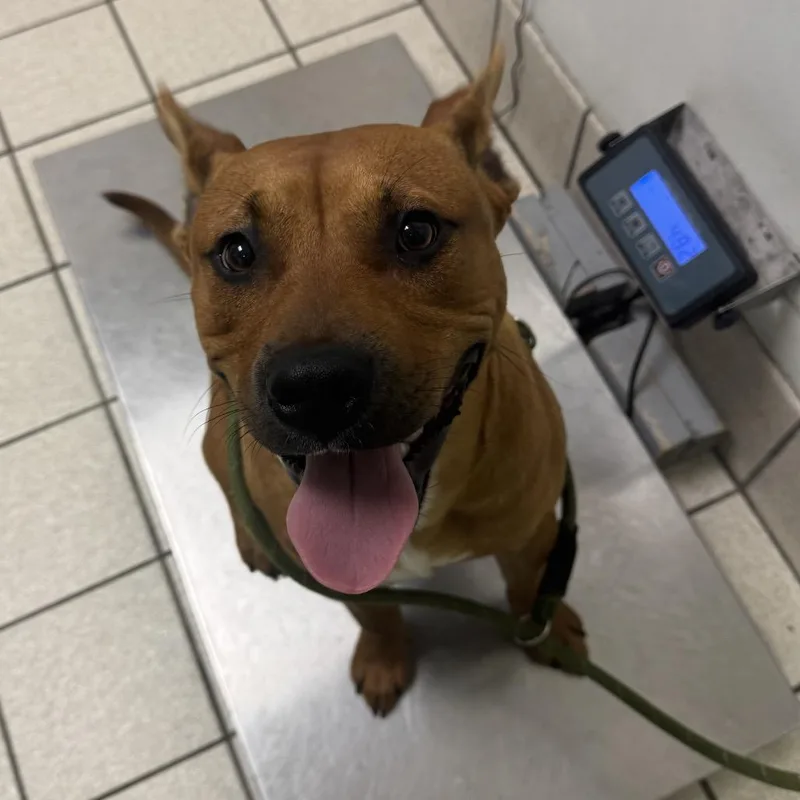 A young medium-sized male Brown / Chocolate Mixed Breed dog named Oden for adoption in Charleston, WV