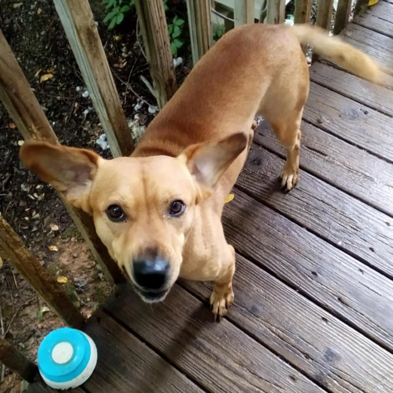 An adult medium-sized male Yellow / Tan / Blond / Fawn Mixed Breed dog named Cookie for adoption in Asheville, NC