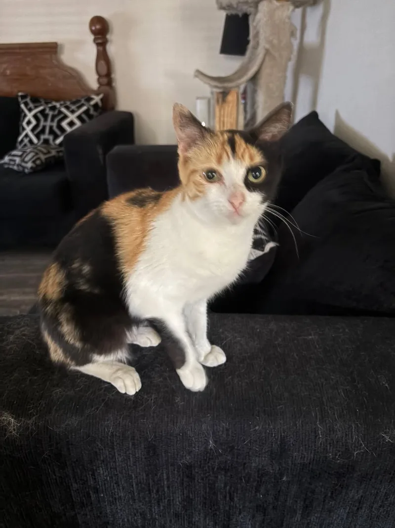 Peaches thumbnail 2