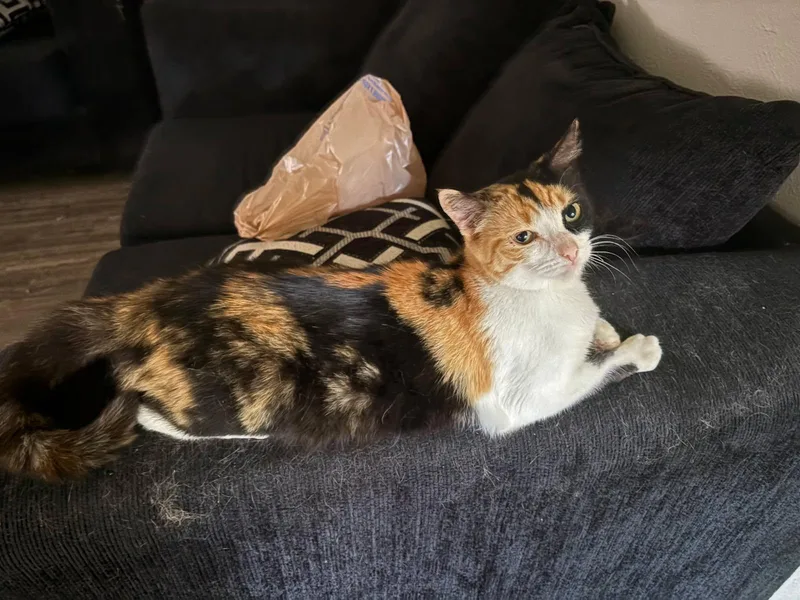 Peaches thumbnail 3