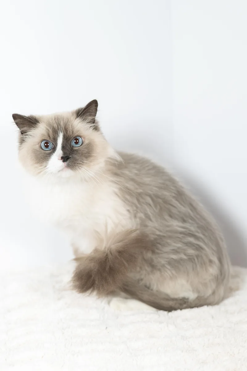 An adult medium-sized male Ragdoll cat named Gus for adoption in Blair, NE