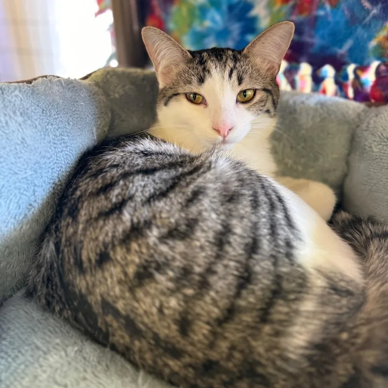 Gracie And Lily Bonded thumbnail 2