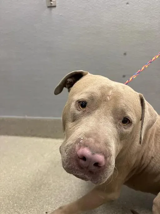 An adult large-sized male Pit Bull Terrier dog named Oscar for adoption in Las Vegas, NV