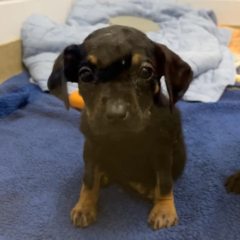 A baby small-sized female Mixed Breed dog named Cristine for adoption in West Palm Beach, FL