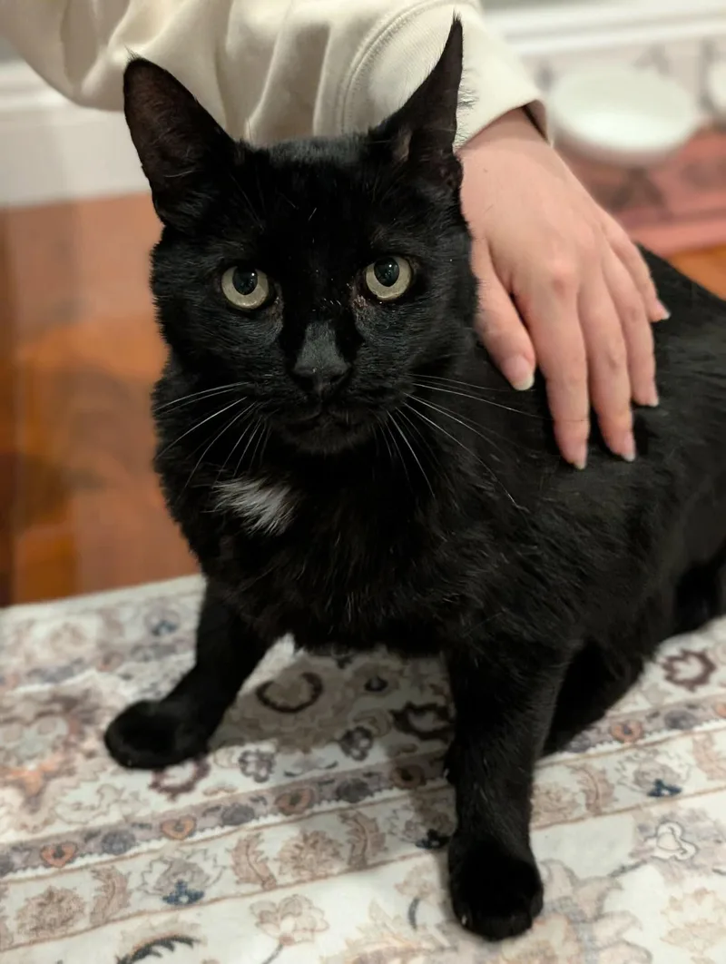An adult small-sized male Black & White / Tuxedo Domestic Short Hair cat named Mackie for adoption in Mission Viejo, CA