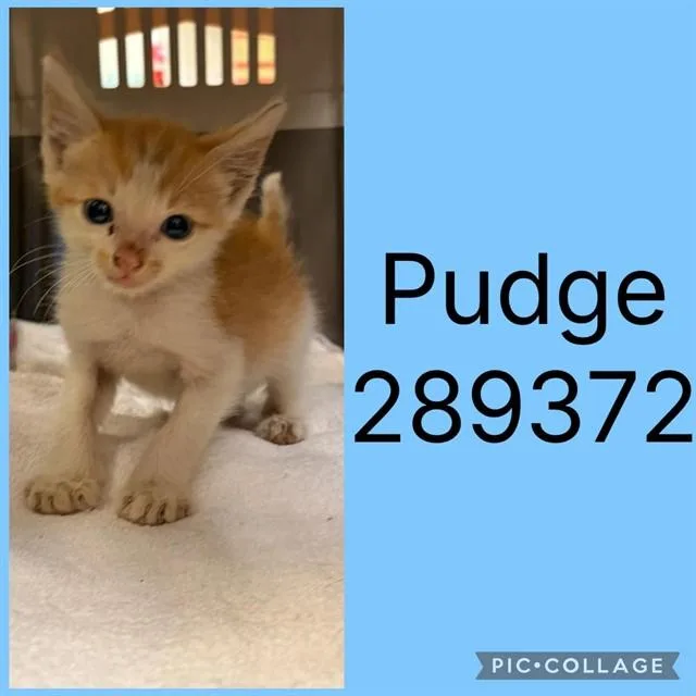 A baby small-sized male Domestic Short Hair cat named Pudge for adoption in Macon, GA