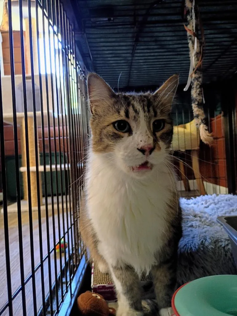 An adult large-sized male Maine Coon cat named Mack for adoption in Hardeeville, SC